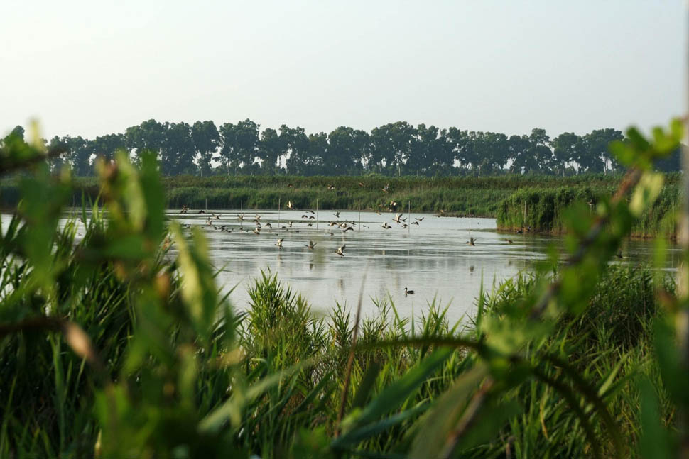 oasi macchiagrande foto di WWF