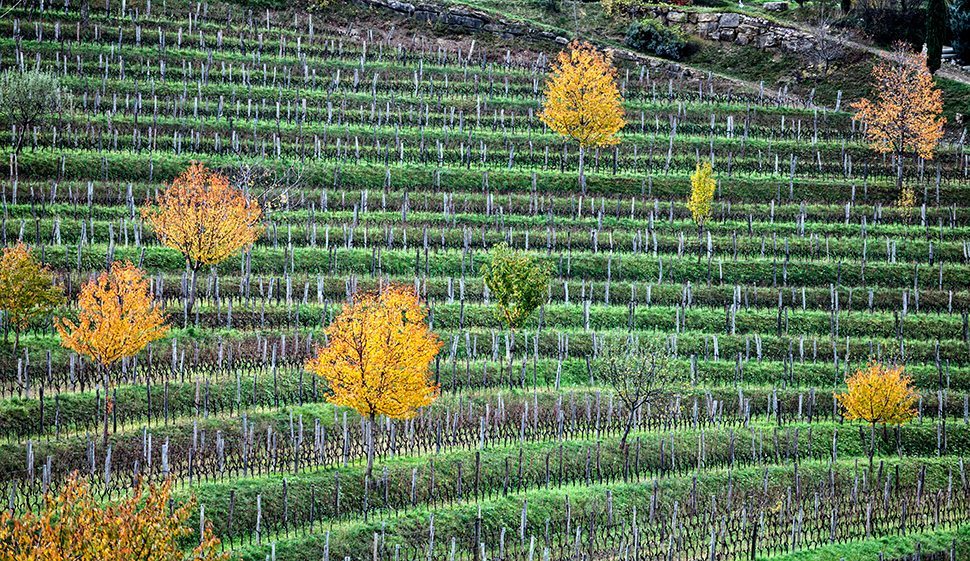 1 Gravner-vigneto-Hum-foto-A.Barsanti