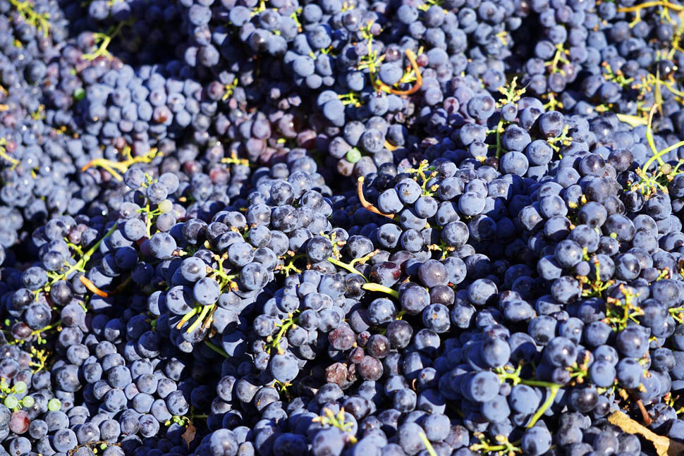 11227616 409476245914896 7664292098403122762 o