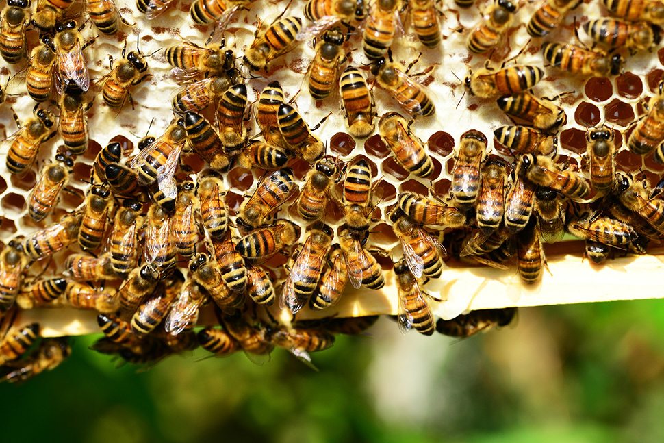 2 honey-bees-401238_1920