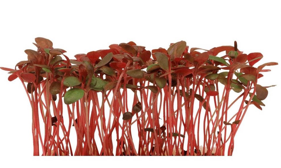 Adji Cress 2026 03 26 22 17 31