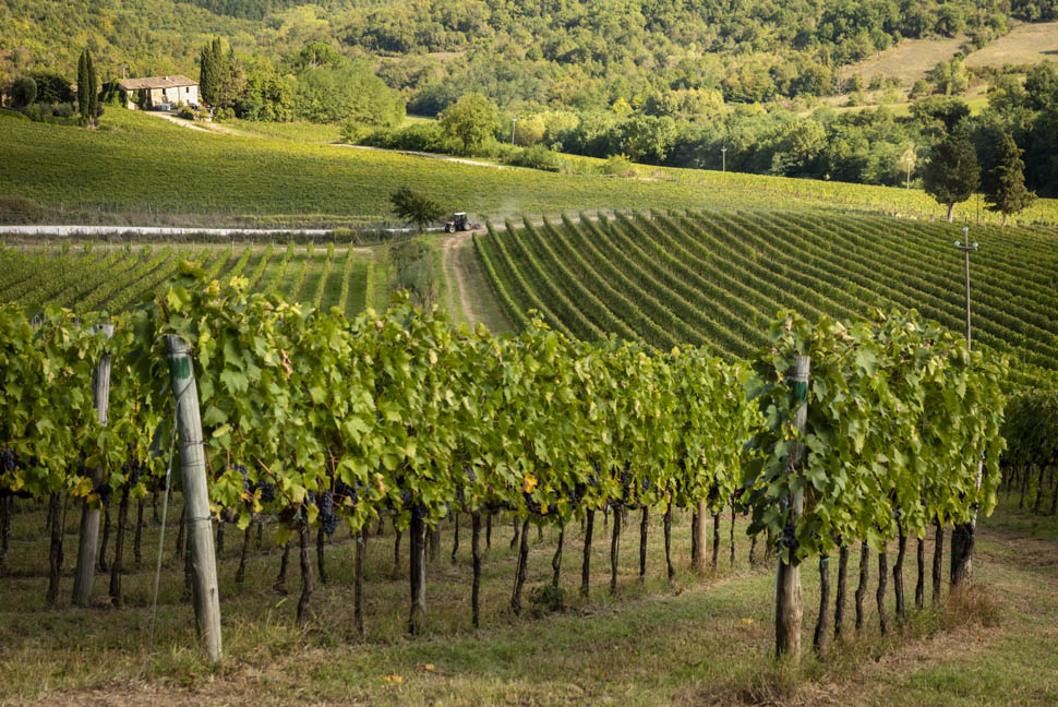 Arillo in Terrabianca Vigneti 2