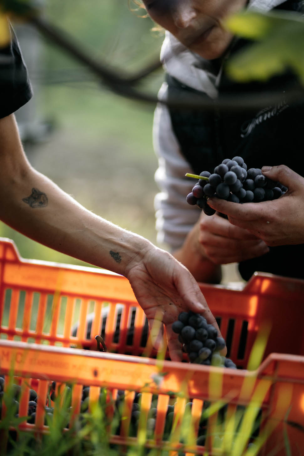 BrandiniHarvest24 G 07238