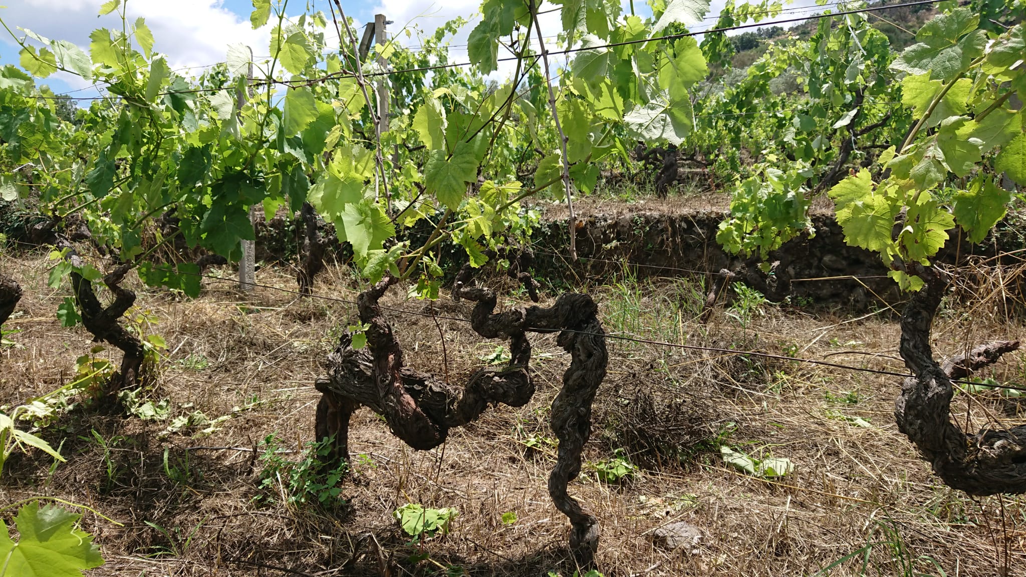 CONTRADA FEUDO DI MEZZO 1
