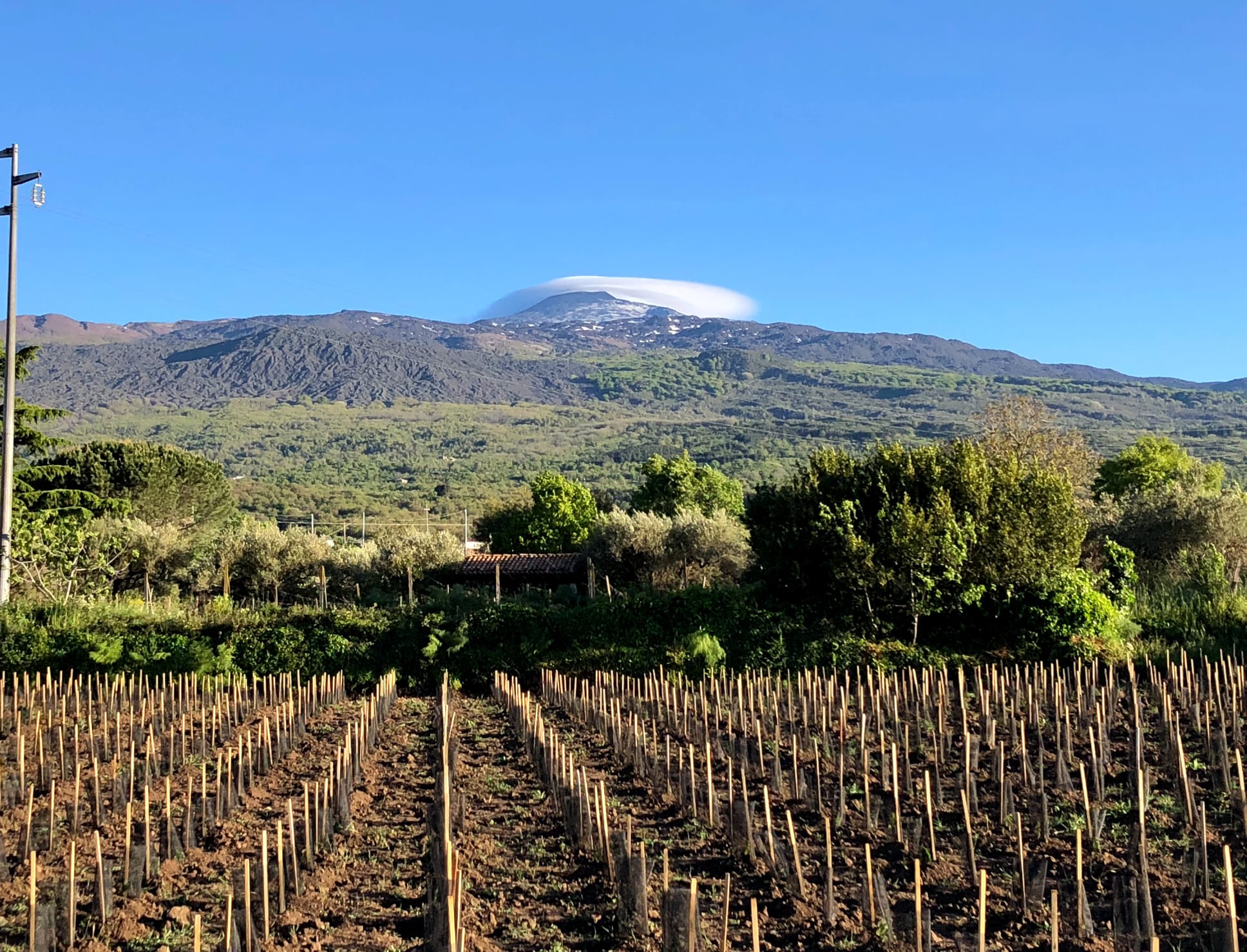 CONTRADA TACCIONE 1