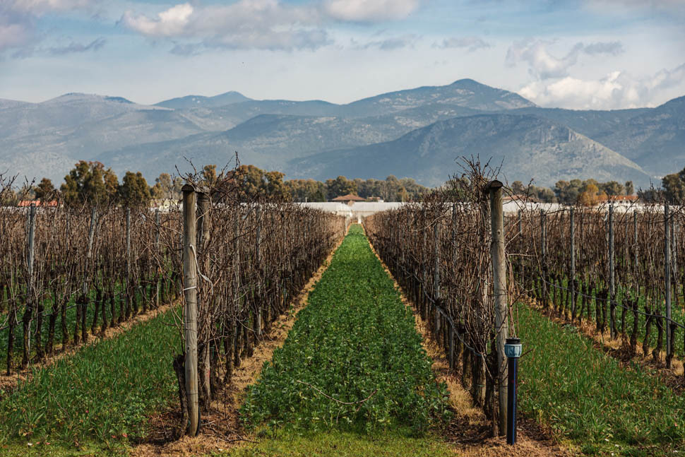 Cantina Sant Andrea Vigna con vite a filare 2026 01 14 16 05 53