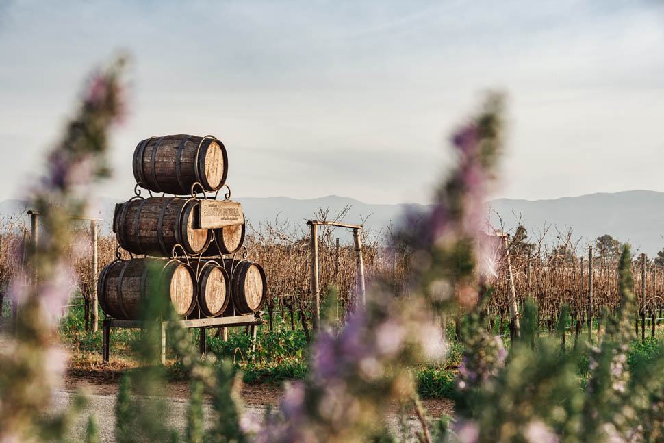 Cantina Sant Andrea Vigna