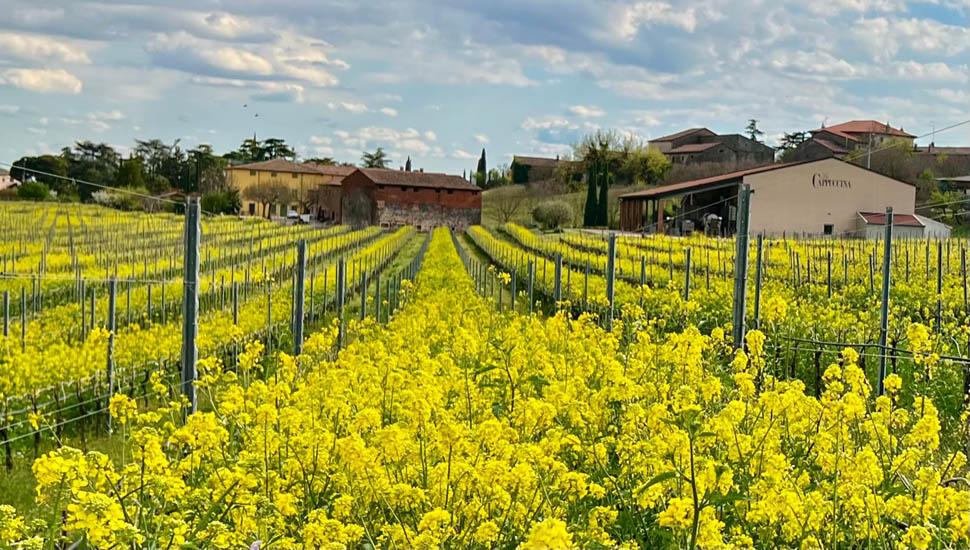 Cappuccina Sovescio Green manure San Brizio vigneto vineyard