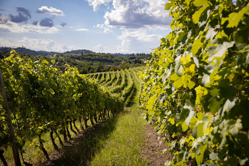 Cascina Gilli vigneti 2