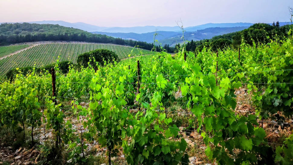 Castello di Meleto 86 4