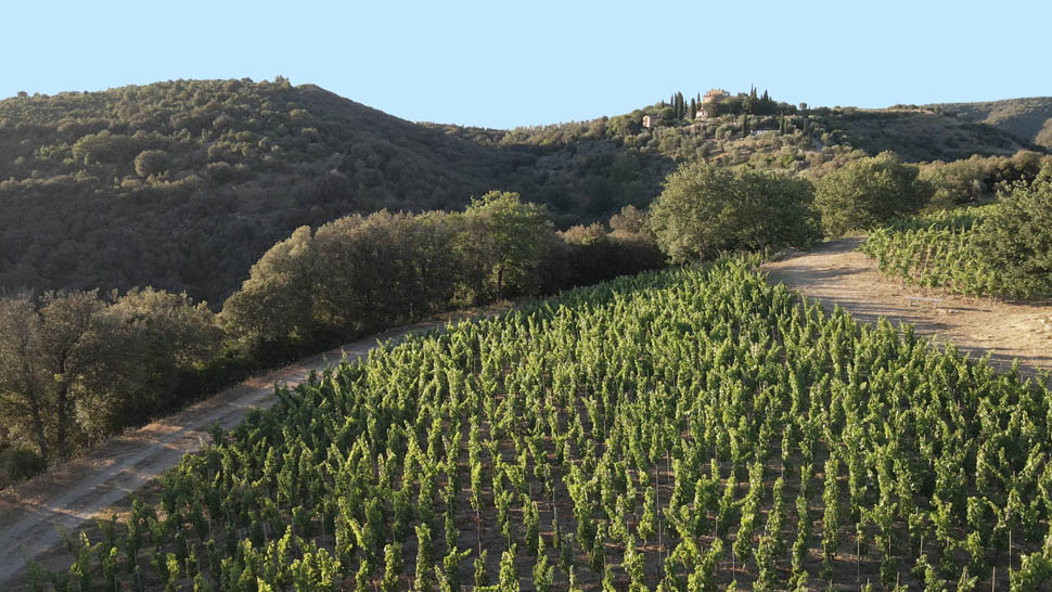 Castello di Vicarello Vigneti