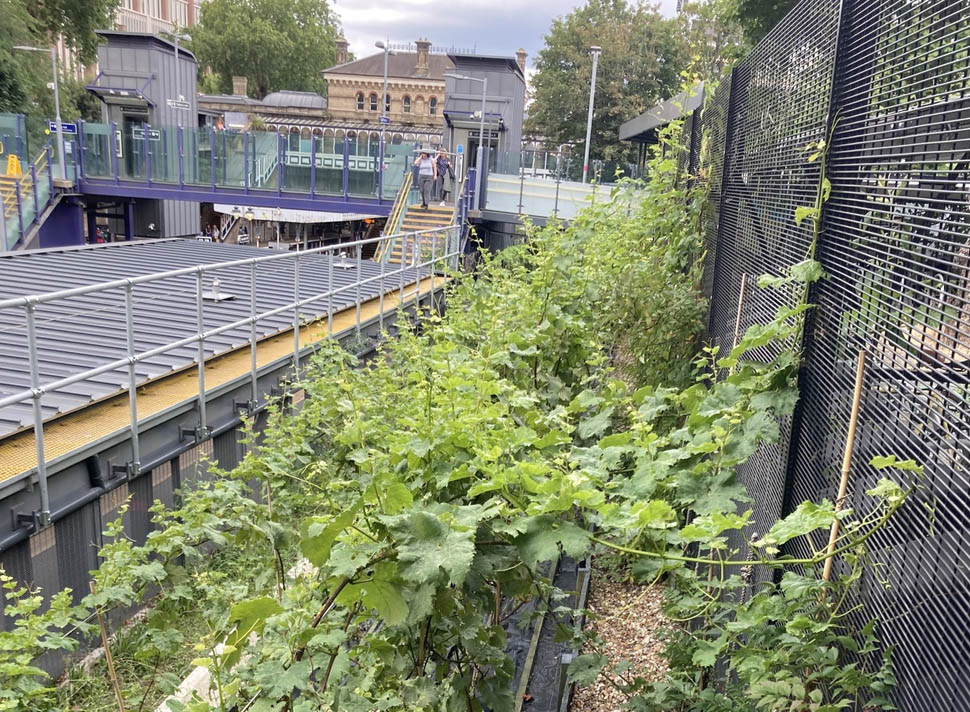 Chateau Denmark Hill 2 1