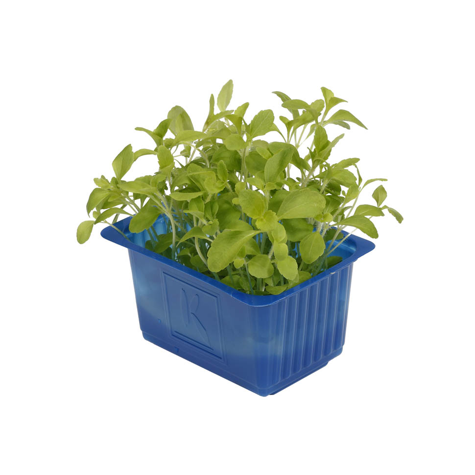 Cress HonnyCress 0096 RGB 08