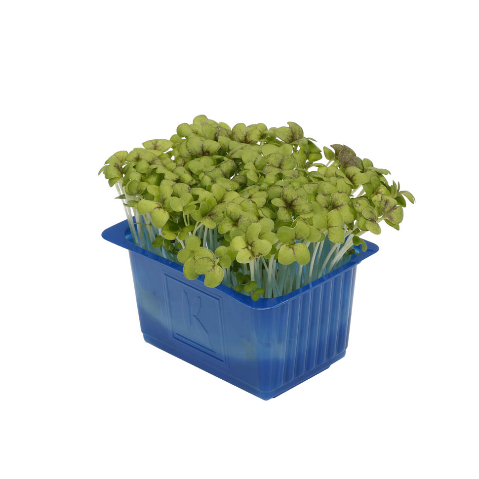 Cress MustardCress 0078 RGB 08