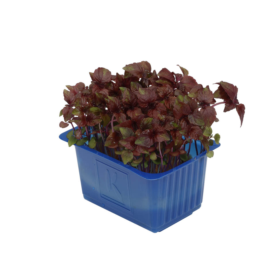 Cress ShisoPurple 0089 RGB 08 1