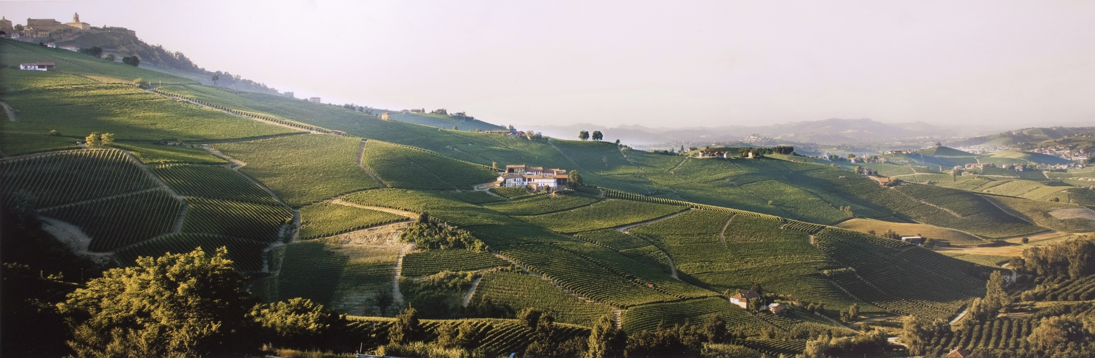 Cru Cerequio Panoramica Pesce