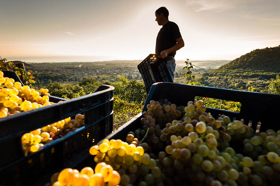 During the harvest in MtEtna vineyards 3