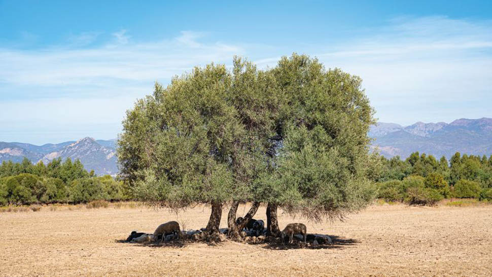 EVENTO CAMERA GUIDA OLIO 18