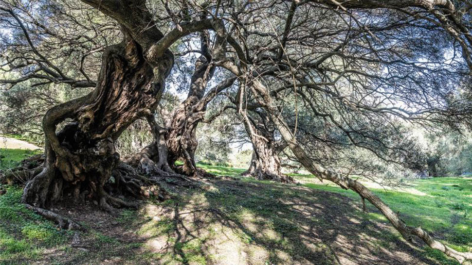 EVENTO CAMERA GUIDA OLIO 8