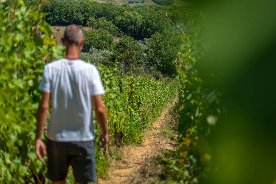 Exploring the Vineyard