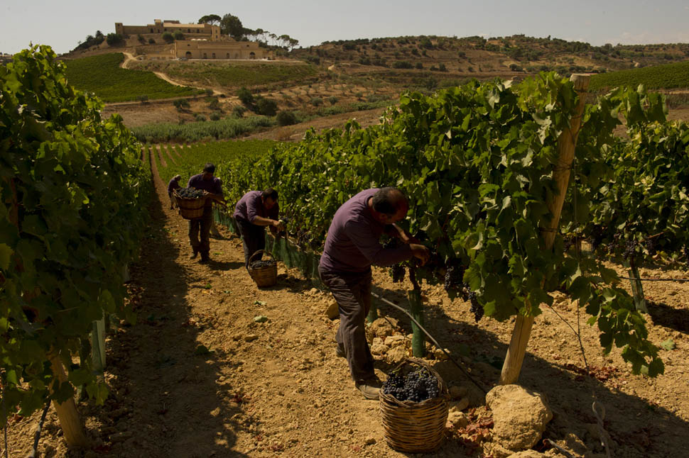 Feudi del Pisciotto vendemmia