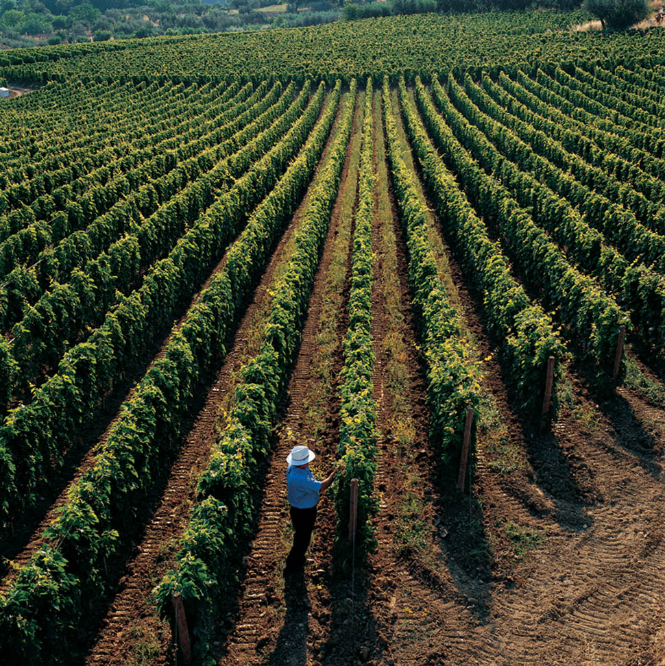 Gianni in vineyard