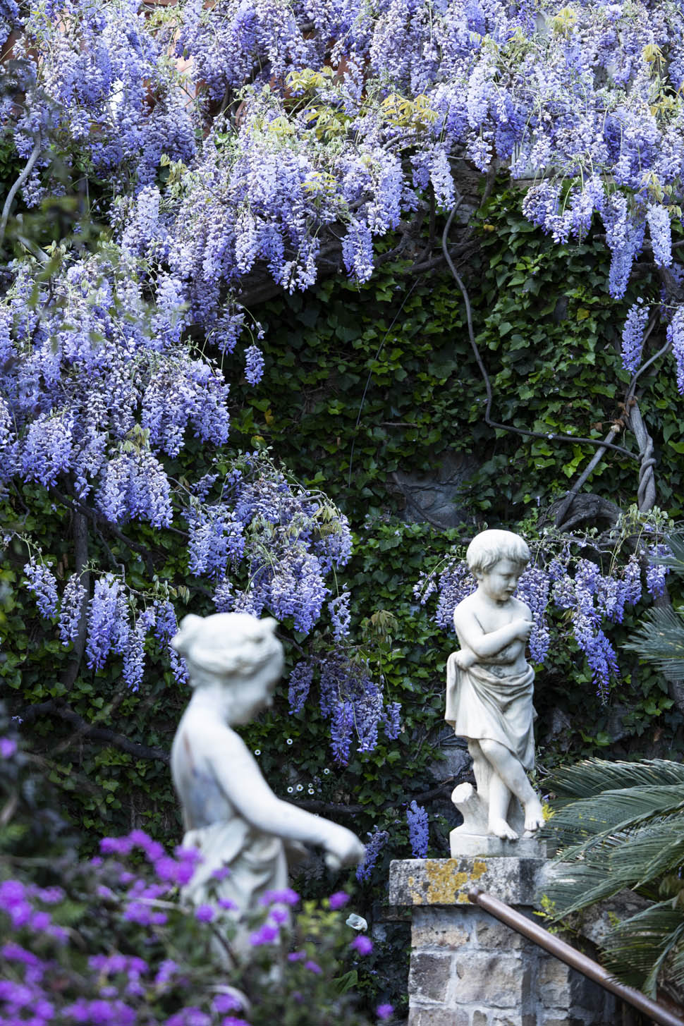 Giardini di Villa della Pergola Wisteria ph Matteo Carassale