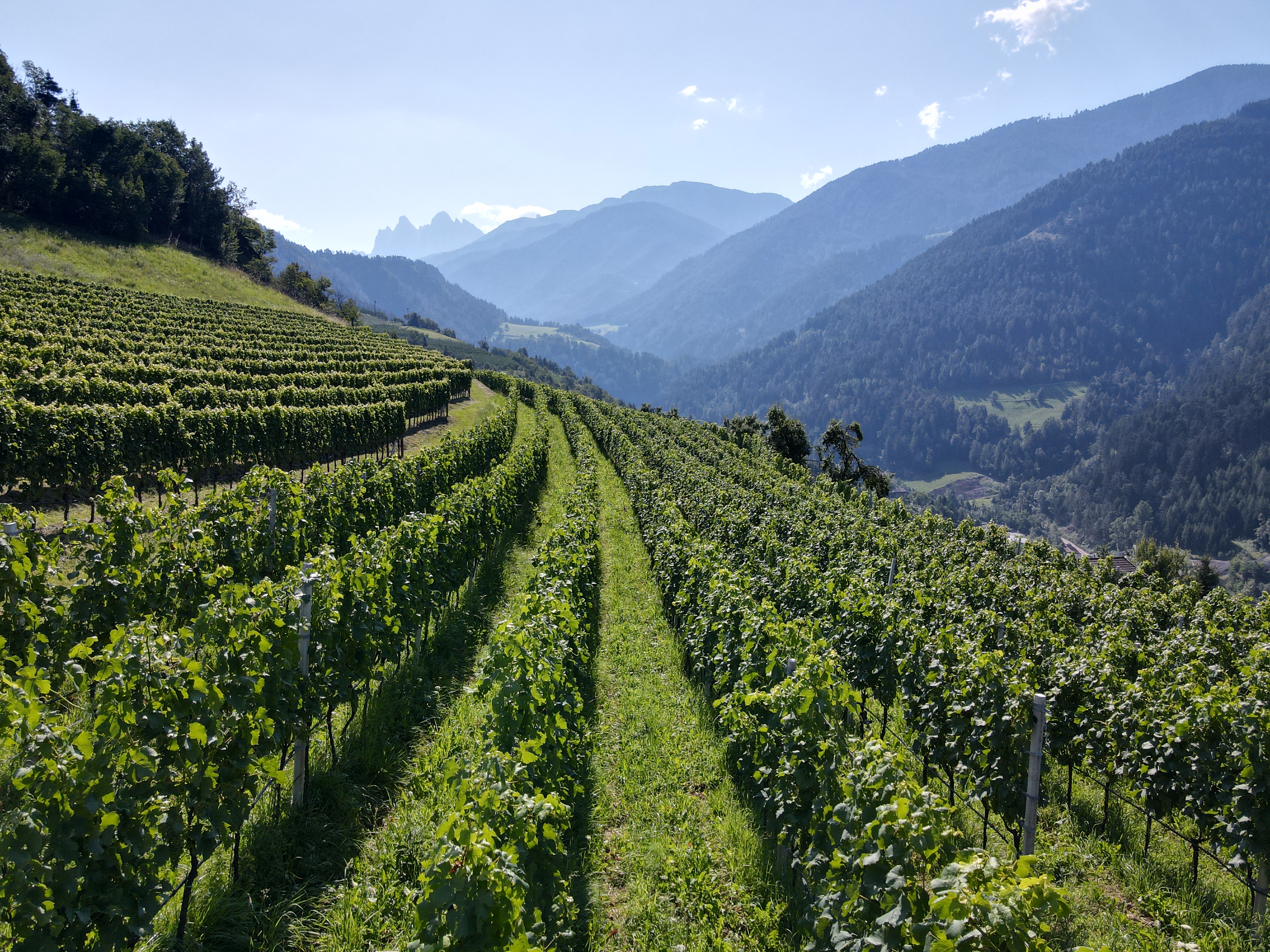 I vigneti della Valle Isarco 4