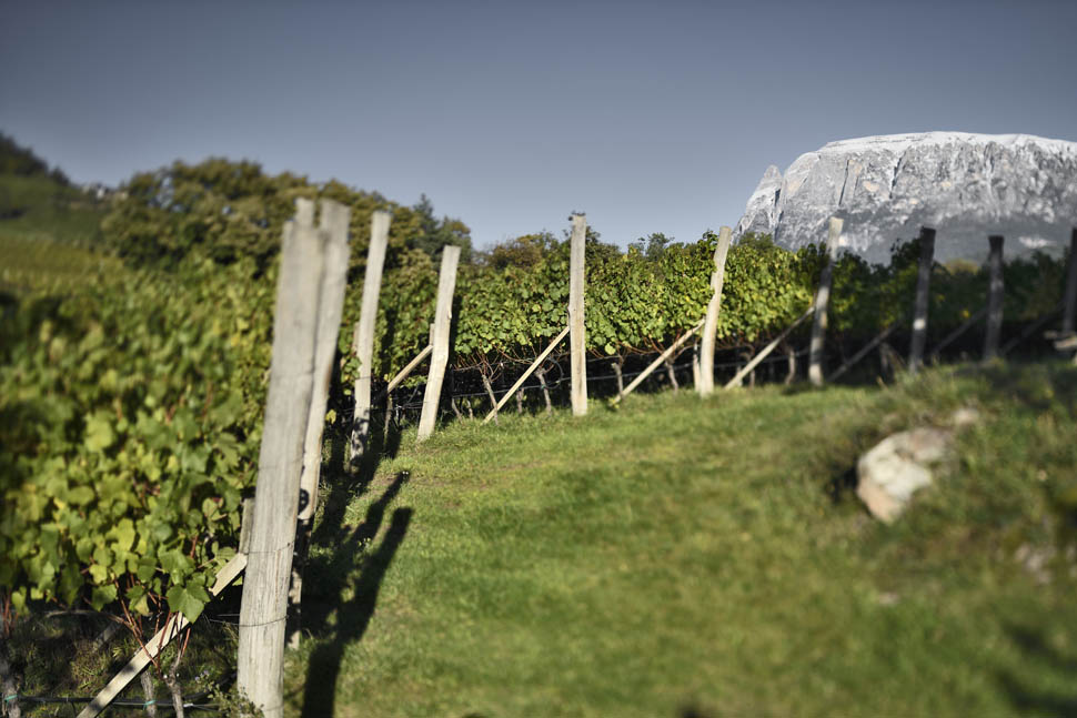 KBZ terroir thalmanhof 0012