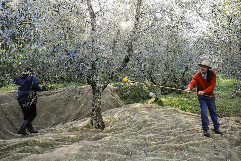 L oliveto di Tatiana con suo papa