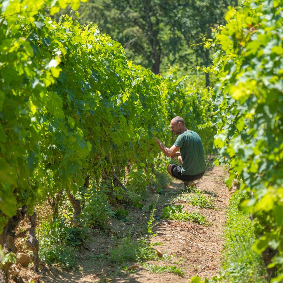 Learning from the Vineyard