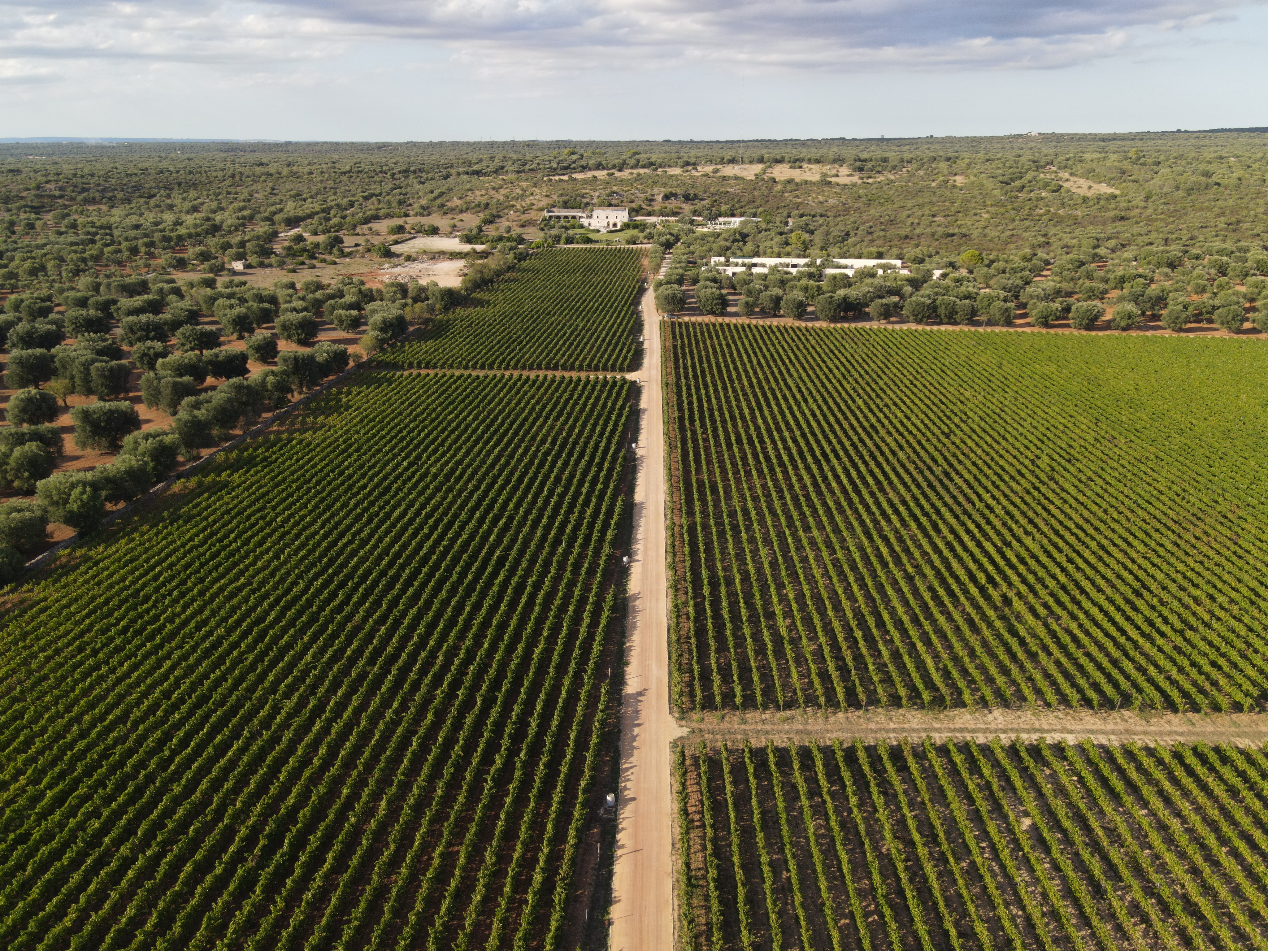 Masseria Le Fabriche dall alto con vigneti