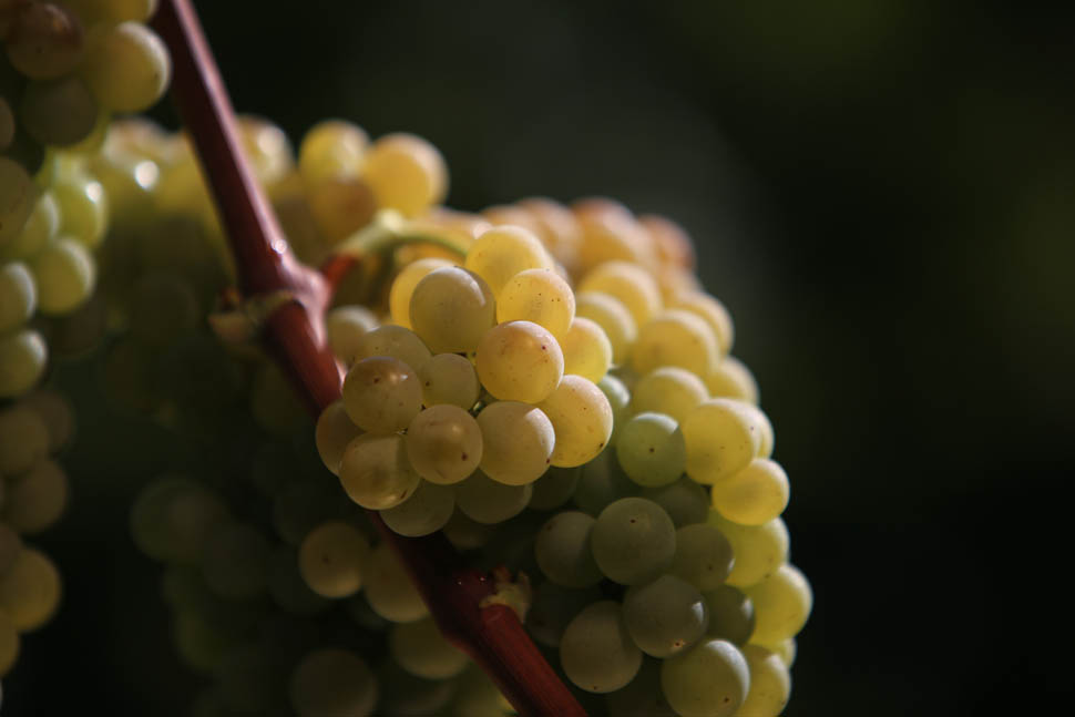 OK Grappolo Verdicchio 2