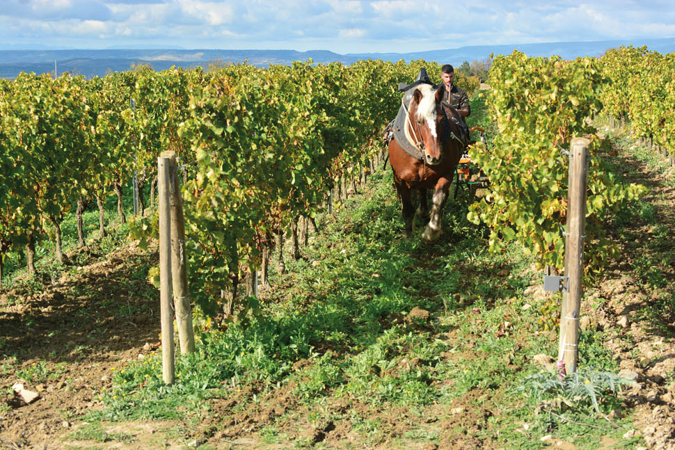 Olianas lavorazione cavallo