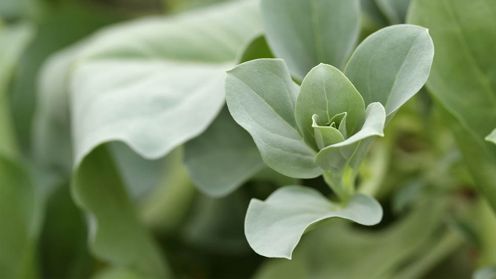 Oyster Leaves Specialty 0331 16x9