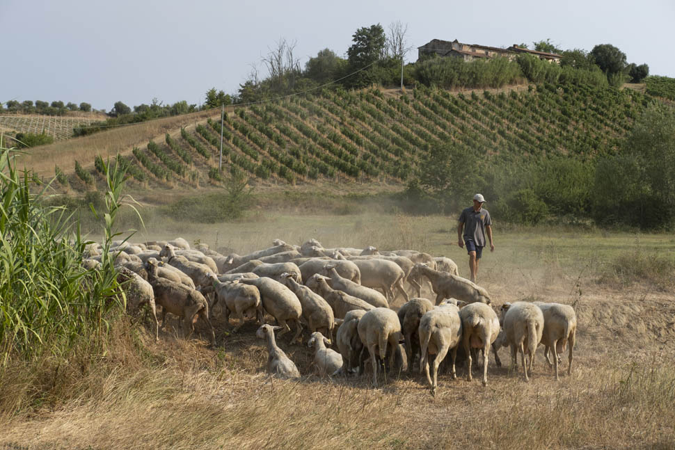 Pecore Fattoria Villa Petriolo