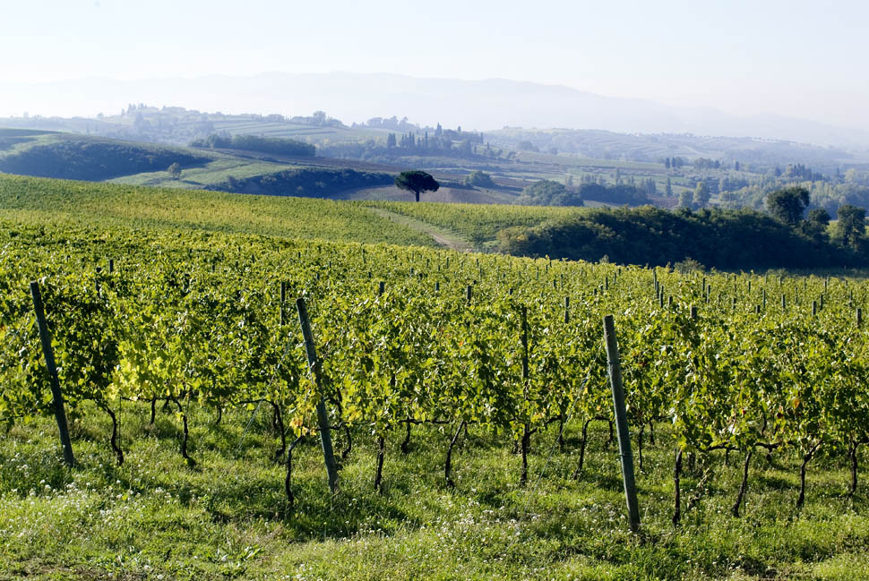 Poggio alle vigne 55