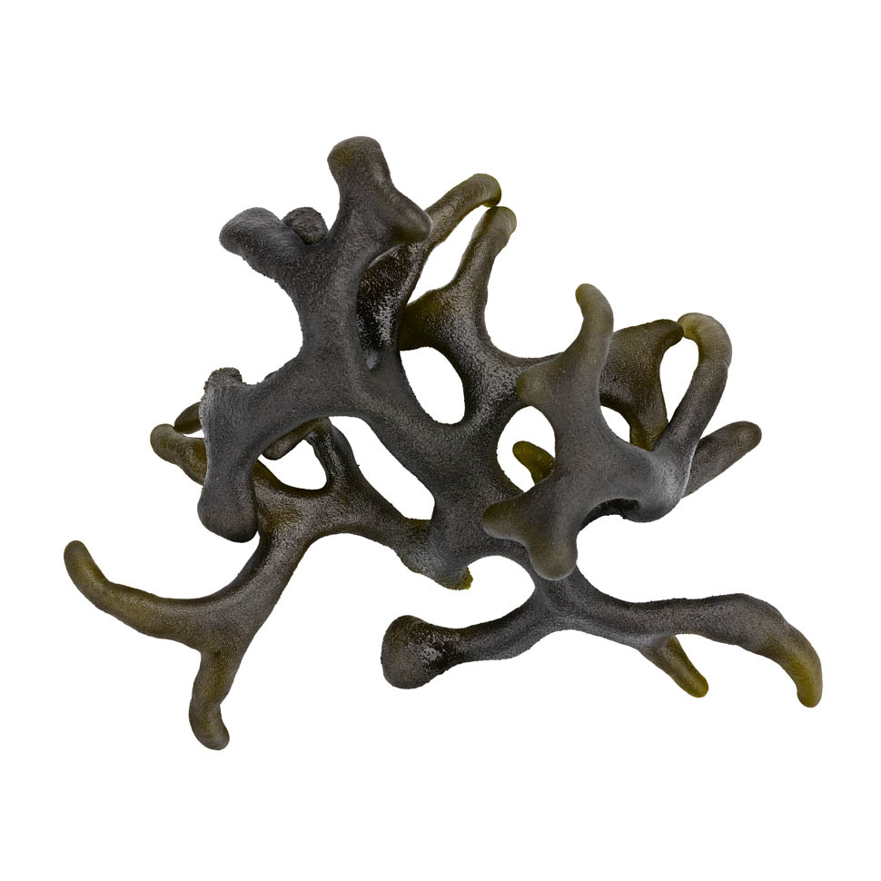 Premium Codium Blue 0628 bw