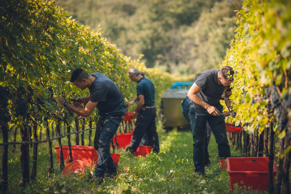 San Leonardo Vendemmia
