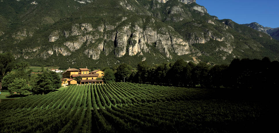 San Leonardo tenuta in estate