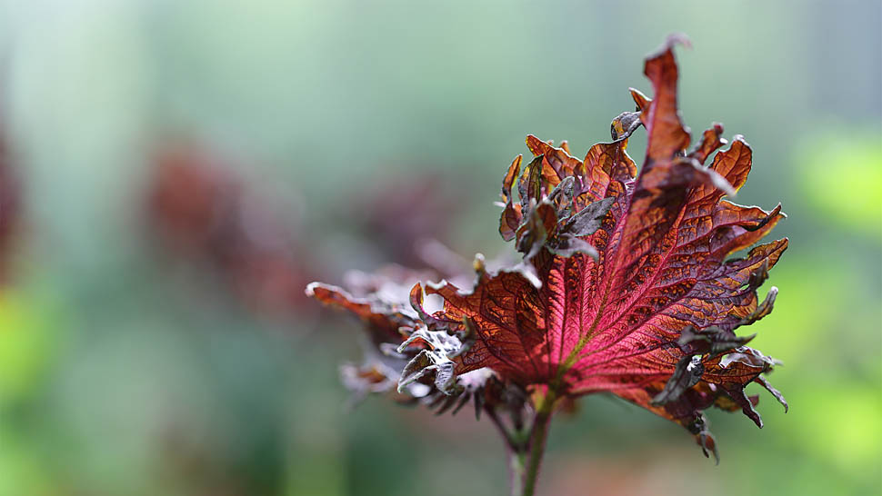 Shiso Leaves Specialty 8906 16x9