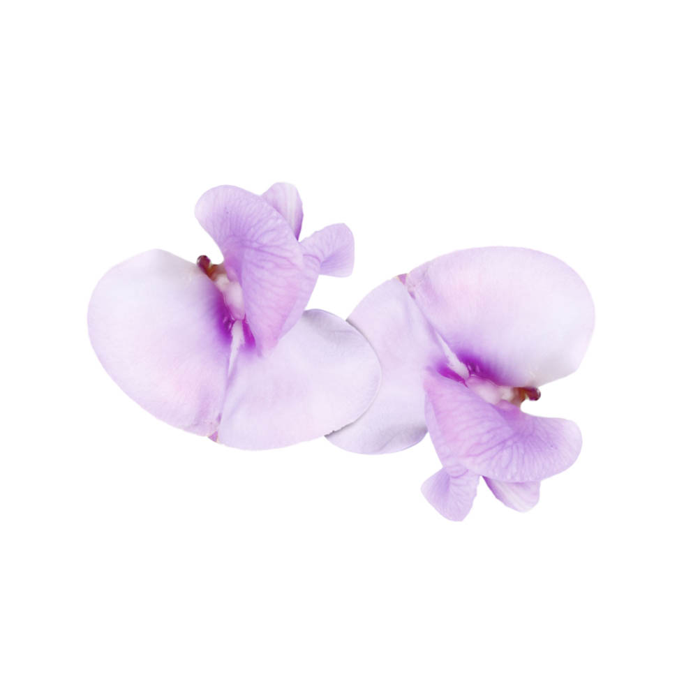 Special WB BeanBlossom 1845 RGB 08