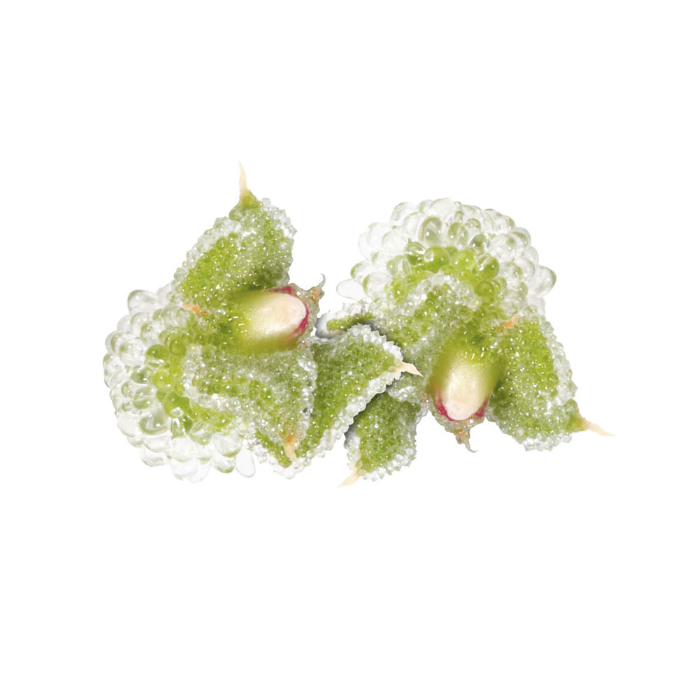 Special WB BlinQBlossom 1841 RGB 08