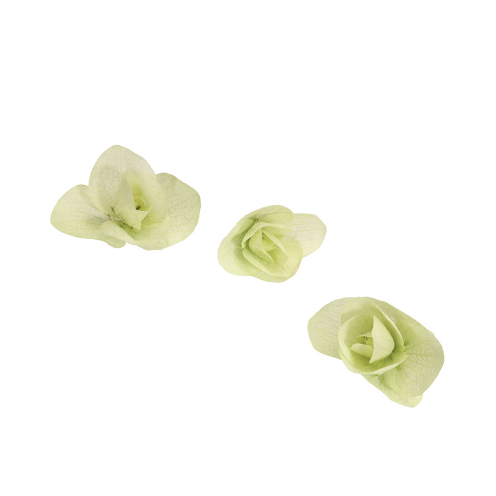 Special WB Floregano 0636 RGB 08