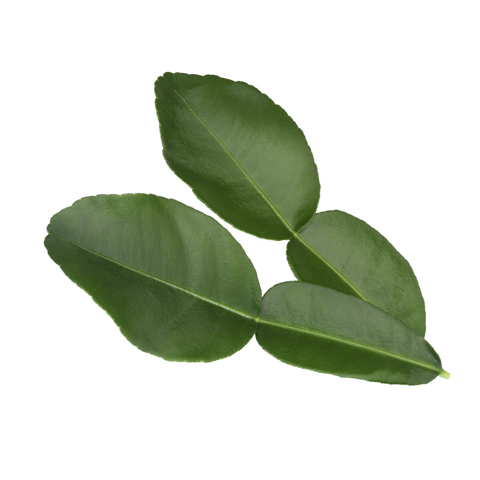 Special WB KaffirLimeLeaves 1809 RGB 08