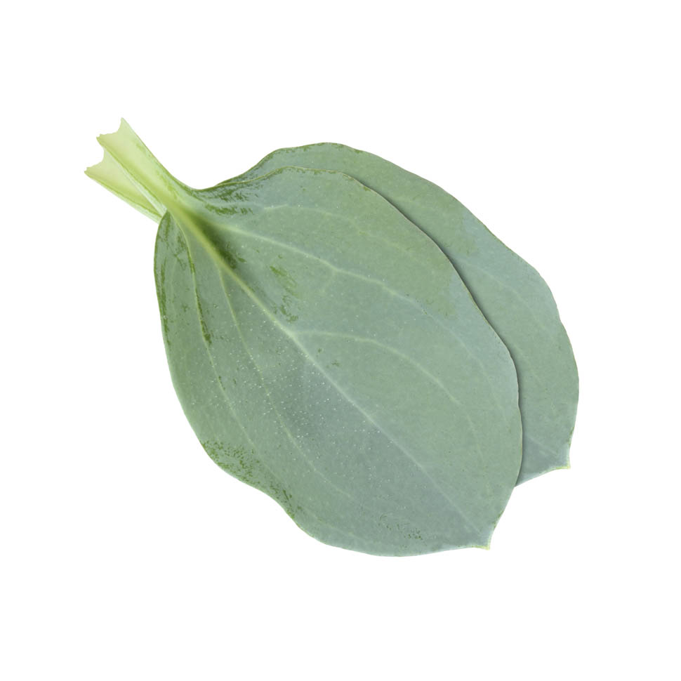 Special WB OysterLeaves 1828 RGB 08