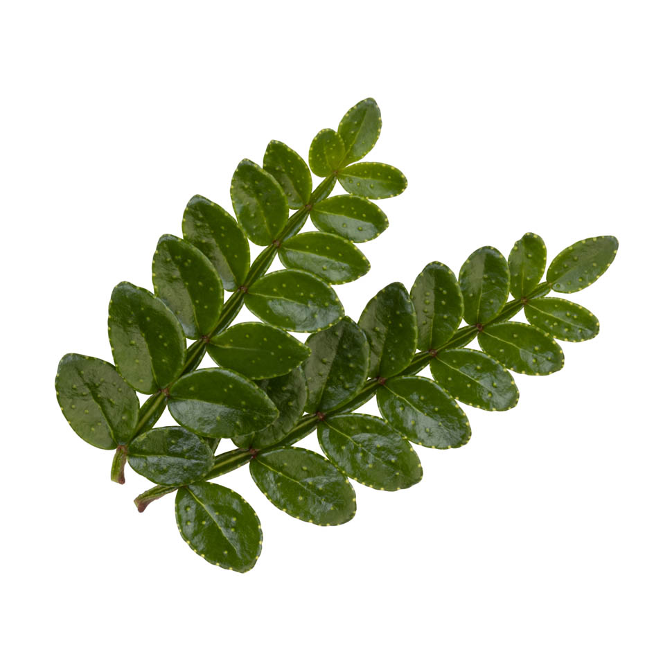 Special WB SanshoLeaves 2352 RGB 12 2026 10 28 10 24 48