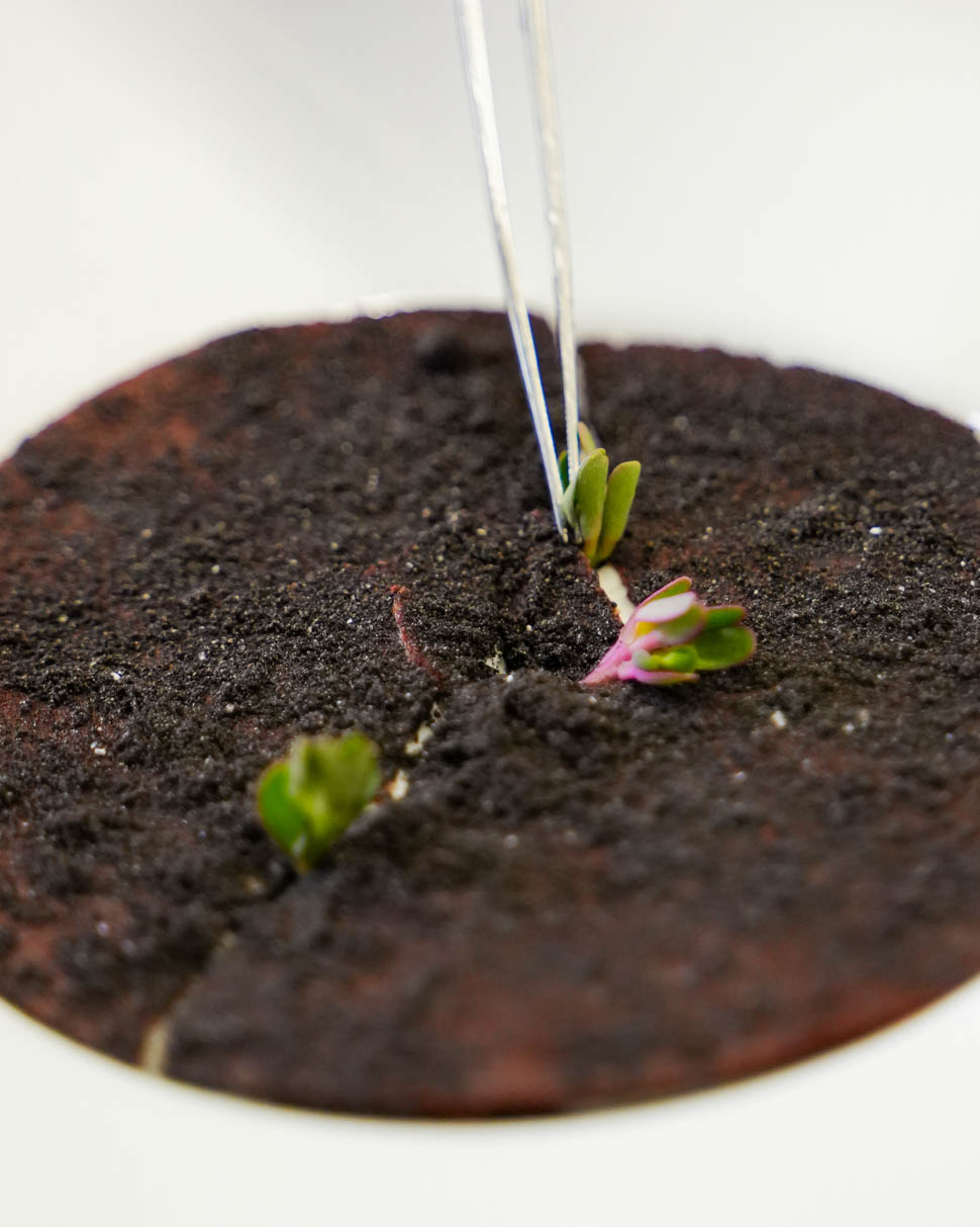 Terra bruciata 1