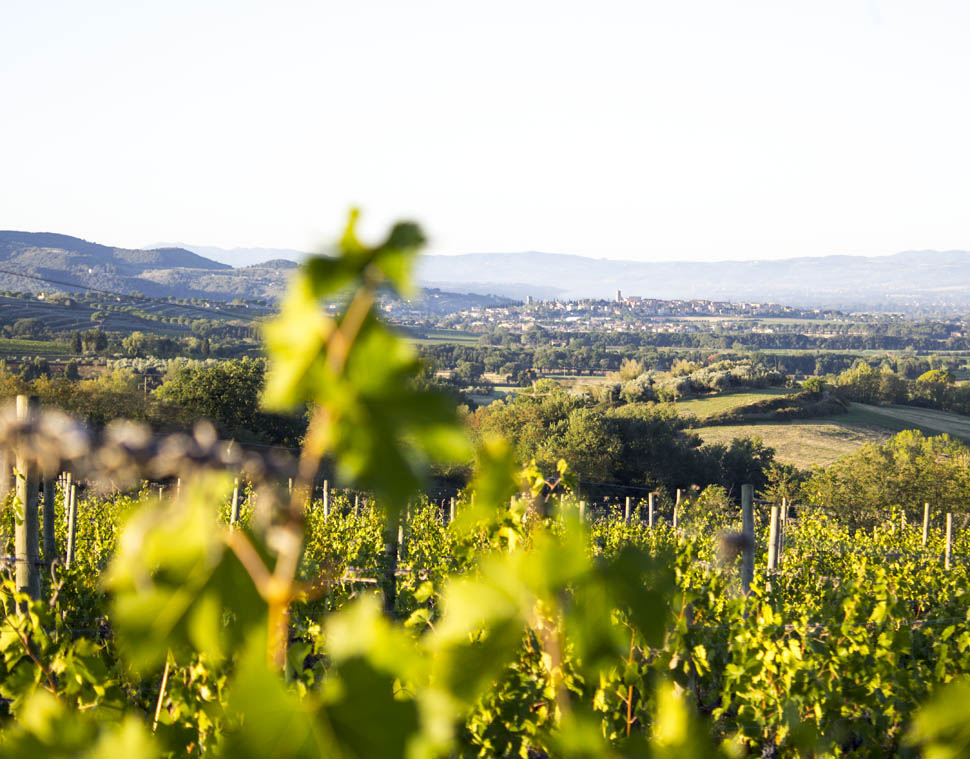 Torgiano da Vigna Monticchio