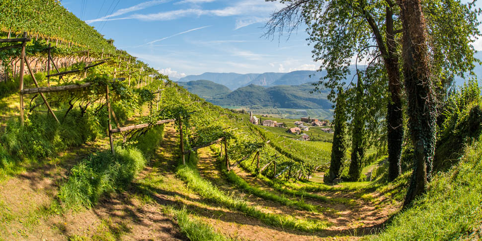 Tramin vineyards15 AntieBraitoHQ